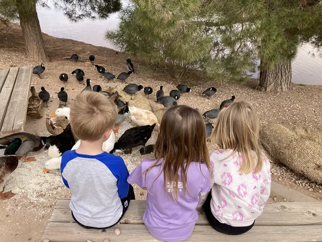 Three children, seen from behind, watching ducks by a pond